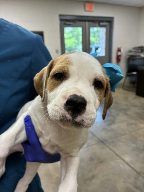 Photo of Puppy G (NY-Emily), adoptable Bulldog in SHERBURNE, New York
