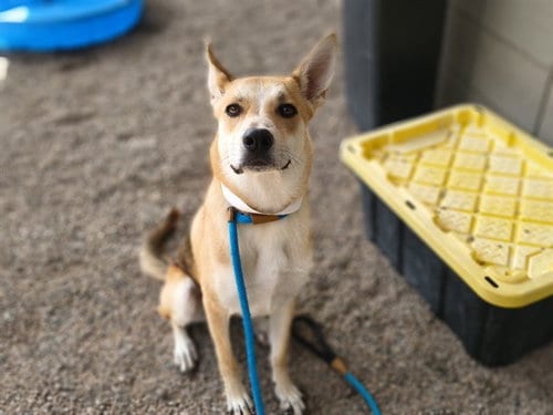 Photo of Reeses, adoptable German Shepherd Dog in Mesa, Arizona