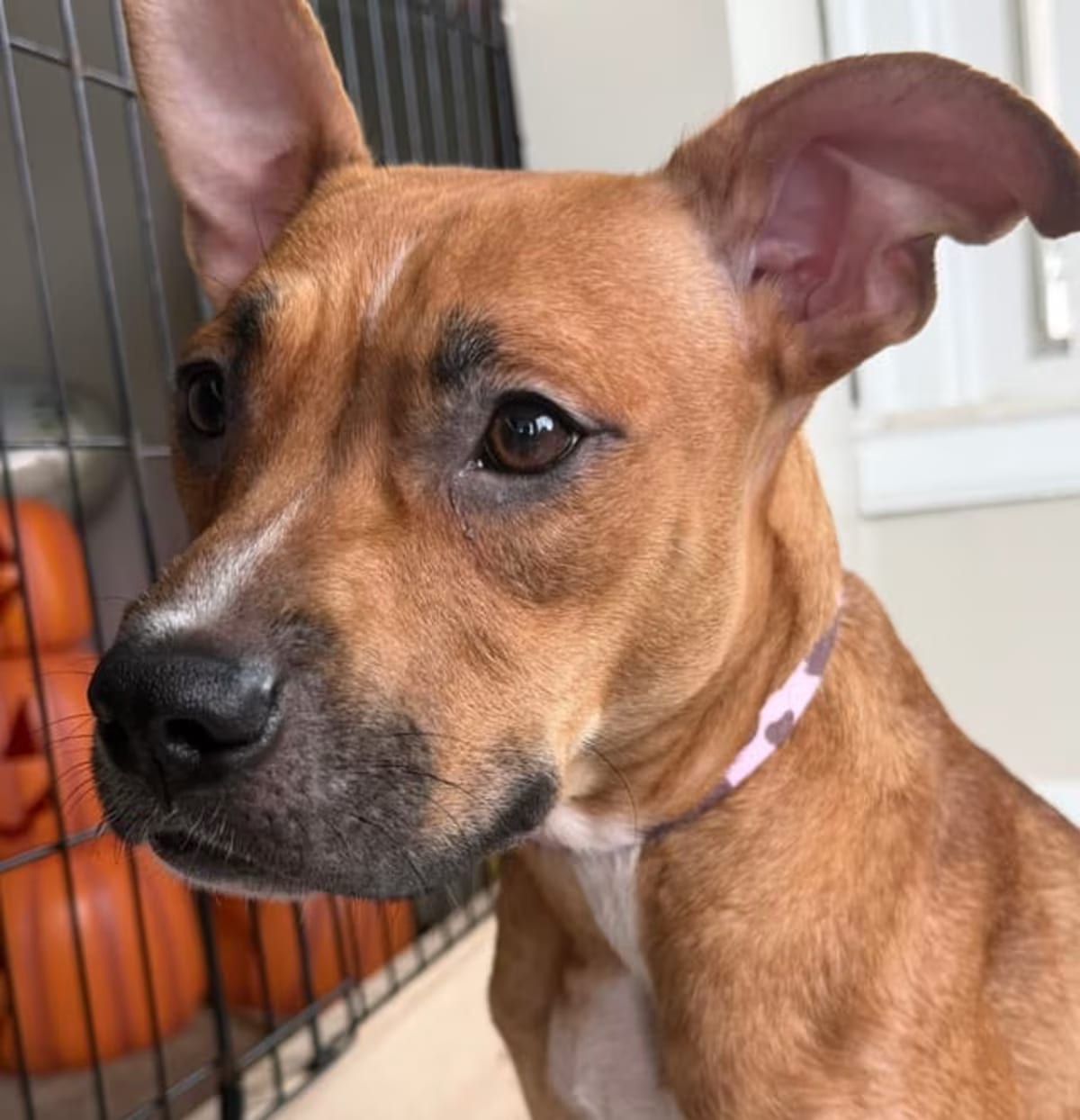 Photo of Delilah, adoptable American Pit Bull Terrier American Staffordshire Terrier in St. Clair Shores, Michigan
