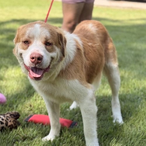 Photo of Little T, adoptable Australian Shepherd in Yardley, Pennsylvania