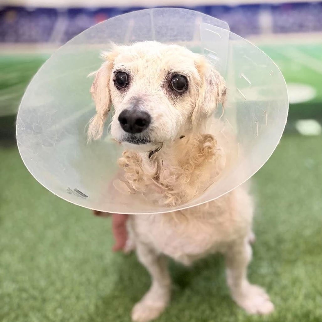 Photo of Sasha Aurora, adoptable Mixed Breed (Small) in Whitestone, New York