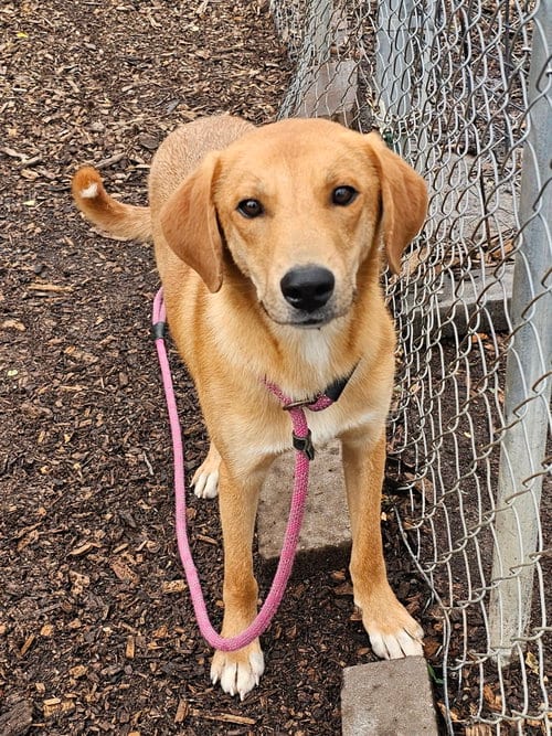 Photo of Rocky, adoptable Yellow Labrador Retriever in Bloomingdale, New Jersey