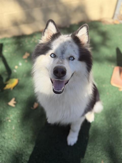Photo of Kevin, adoptable Samoyed in Chula Vista, California