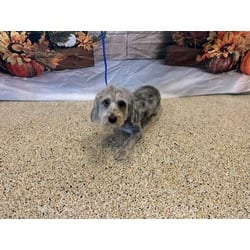 Photo of Luna, adoptable Yorkie, Yorkshire Terrier Poodle (Standard) in Doral, Florida