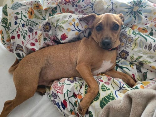 Photo of Joey, adoptable Dachshund in Humble, Texas