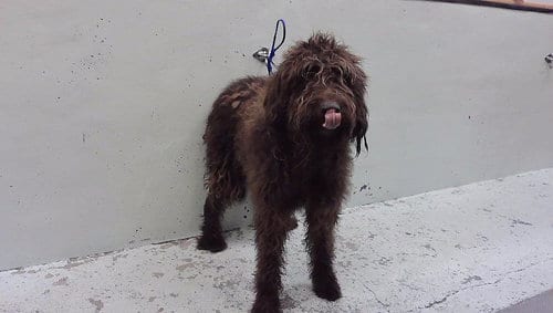 Photo of Aramis, adoptable Poodle (Standard) in Houston, Texas
