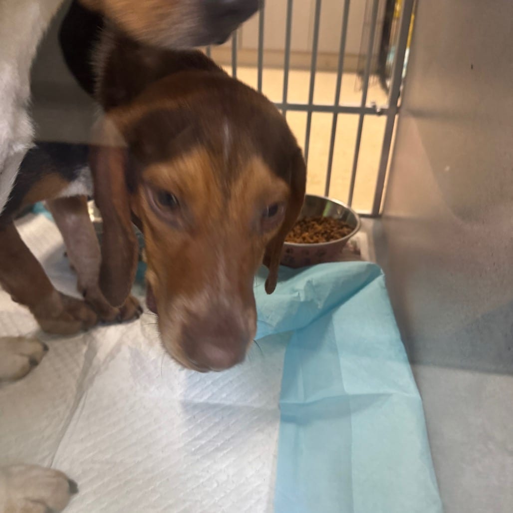 Photo of Louis, adoptable Mixed Breed (Small) in Winfield, West Virginia