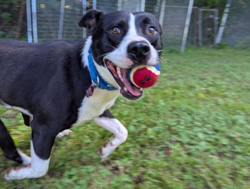 Photo of Chance (2yo, 51lbs), adoptable Australian Cattle Dog/Blue Heeler in Hinton, West Virginia