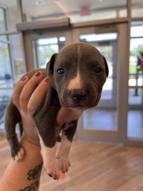 Photo of Waffle, adoptable Pit Bull Terrier in Pearland, Texas