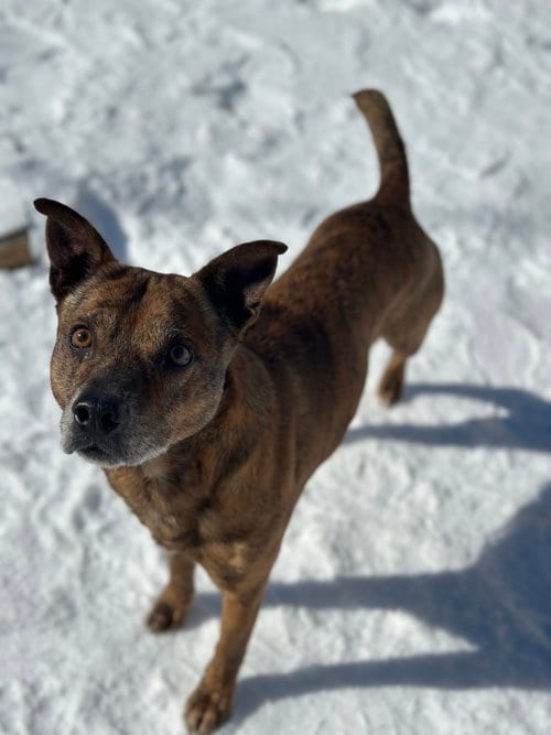 Photo of Grindle, adoptable Boxer in Corning, Arkansas