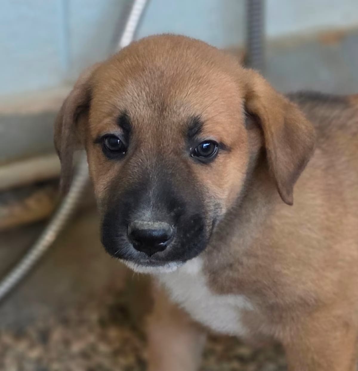 Photo of Archie JuM, adoptable German Shepherd Dog Mixed Breed (Medium) in Nashville, Tennessee