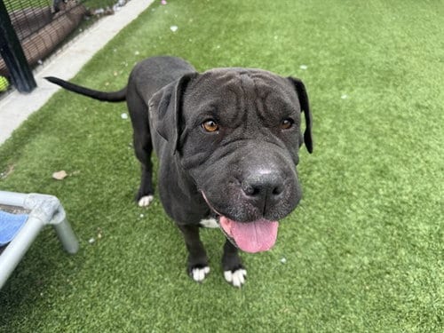 Photo of Rebecca, adoptable Chinese Shar-Pei in Garland, Texas