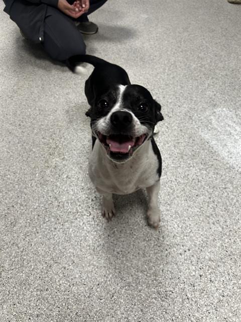 Photo of Dee, adoptable Jack Russell Terrier (Parson Russell Terrier) in Tallahassee, Florida