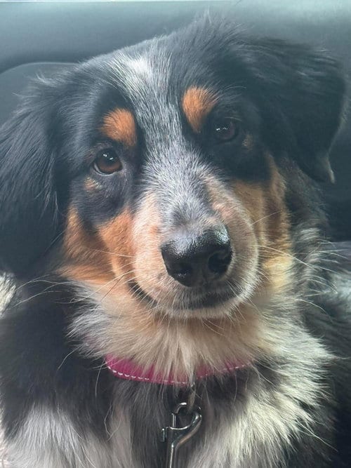 Photo of Sydney, adoptable Australian Shepherd in Valrico, Florida