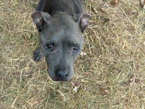 Photo of Angel Cake, adoptable Pit Bull Terrier in Tulsa, Oklahoma