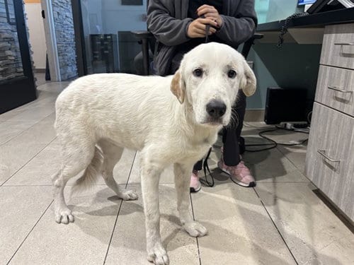 Photo of Hopper, adoptable Great Pyrenees in Garland, Texas