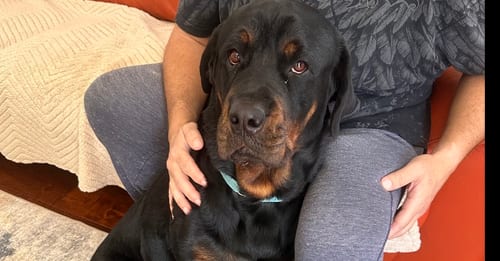 Photo of Storm, adoptable Rottweiler in Gilbert, Arizona