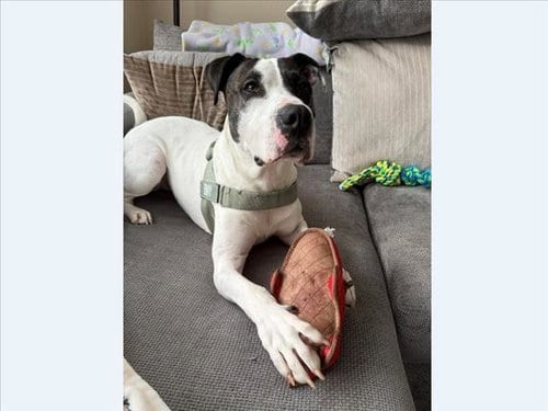 Photo of Benny Boy, adoptable Pit Bull Terrier in Chapel Hill, North Carolina