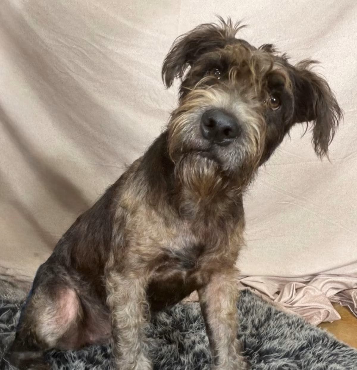 Photo of Giddy, adoptable Border Terrier/German Shorthaired Pointer in FREEPORT, Florida