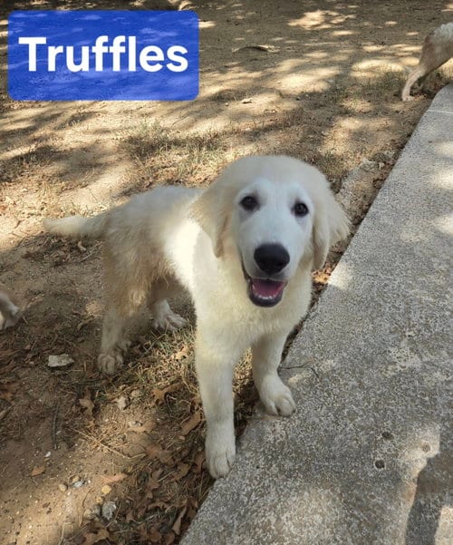 Photo of Truffles, adoptable Great Pyrenees in Spring, Texas