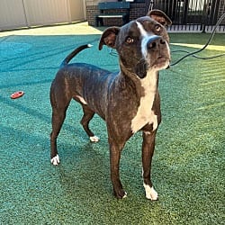 Photo of Fitz, adoptable Labrador Retriever Boxer in Waxhaw, North Carolina