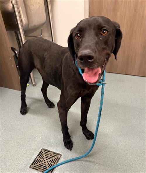 Photo of Link, adoptable Labrador Retriever in Baytown, Texas