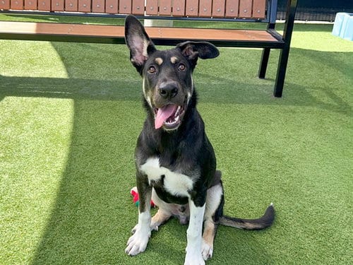 Photo of Lipsy, adoptable German Shepherd Dog in Orange, California
