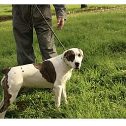 Photo of Finley, adoptable American Bulldog in Framingham, Massachusetts