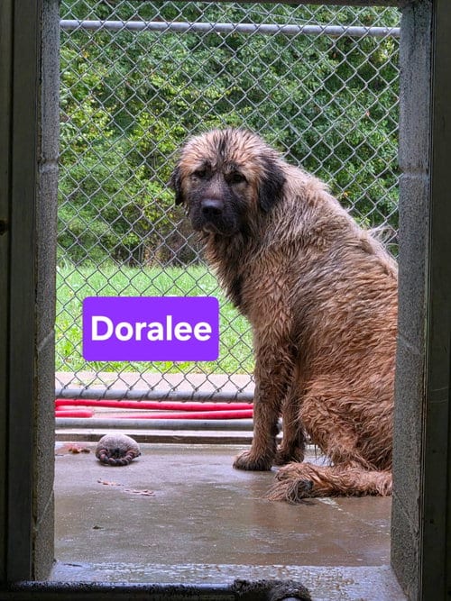 Photo of Doralee - At shelter, adoptable Great Pyrenees in Rustburg, Virginia