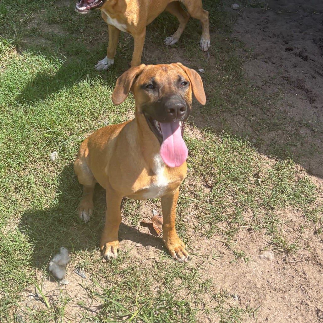 Photo of August, adoptable Mountain Cur in Hinesville, Georgia