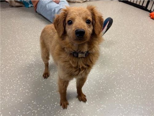 Photo of Canelo, adoptable Golden Retriever in Fort Wayne, Indiana