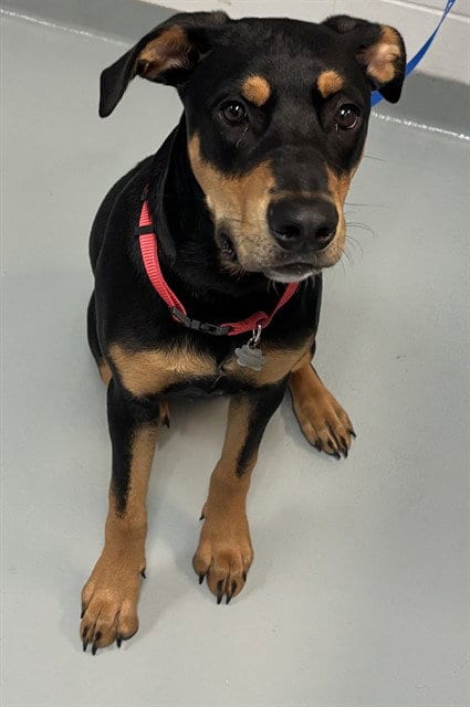 Photo of Kobe, adoptable Doberman Pinscher in St. Cloud, Florida