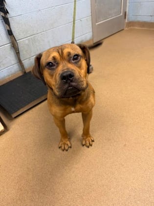 Photo of Jarold, adoptable dog in Chamblee, Georgia