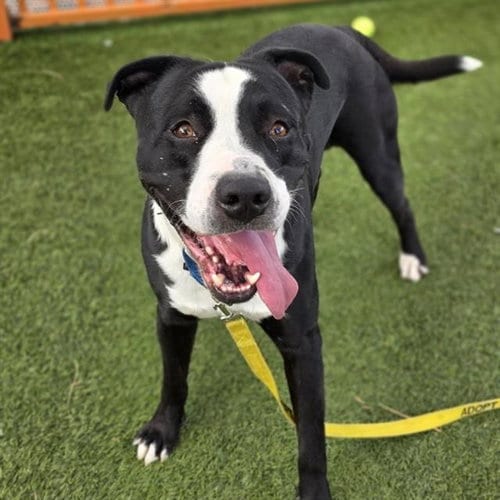 Photo of Pooh Bear, adoptable Pit Bull Terrier in Las Vegas, Nevada