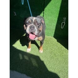 Photo of Jagger, adoptable English Bulldog French Bulldog in Lancaster, California
