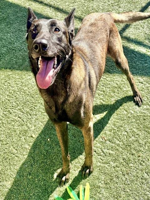 Photo of Rudy, adoptable Belgian Shepherd Malinois in Salinas, California