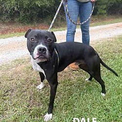 Photo of Dale, adoptable Labrador Retriever Boxer in Washington, Georgia