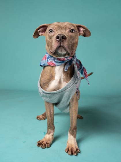 Photo of Aioli, adoptable dog in Atlanta, Georgia