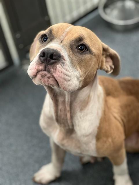 Photo of Peach, adoptable Pit Bull Terrier in Dallas, Texas