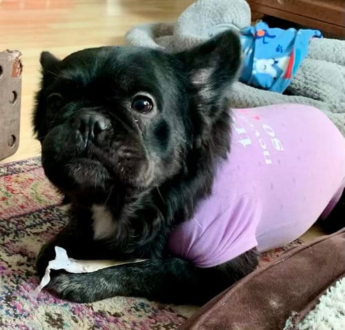 Photo of Capone - SPECIAL NEEDS, adoptable French Bulldog in Plano, Texas