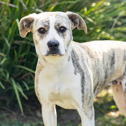 Photo of Little Girl, adoptable Pit Bull Terrier in Camarillo, California