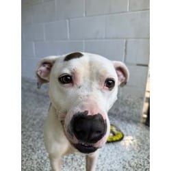 Photo of Buck, adoptable Mixed Breed (Medium) in New Castle, Delaware