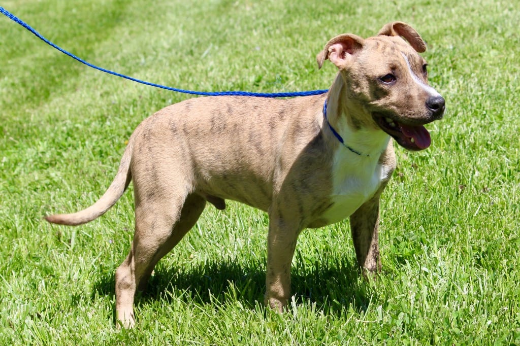 Photo of Kemp, adoptable Mixed Breed in Brazil, Indiana