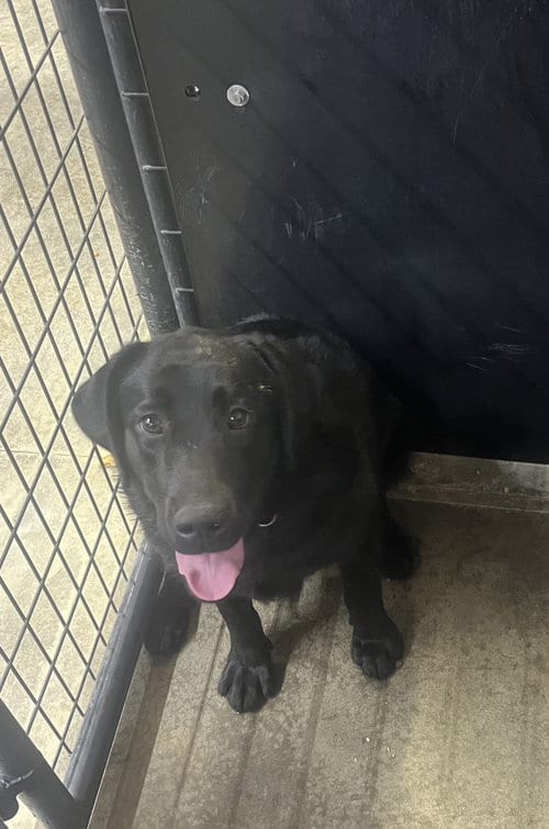 Photo of Diamond Doll (Maxine), adoptable Labrador Retriever in Osgood, Indiana