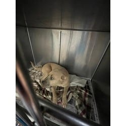 Photo of Sweet Treat, adoptable American Pit Bull Terrier in Baton Rouge, Louisiana