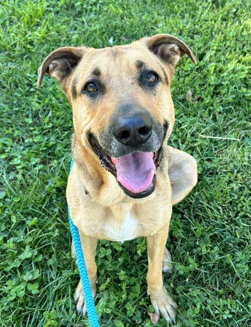 Photo of Acorn, adoptable German Shepherd Dog in Sacramento, California