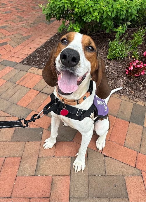 Photo of Gigi, adoptable Hound in Greenbelt, Maryland