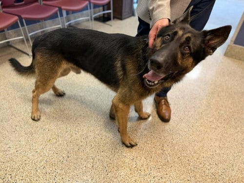 Photo of Ash, adoptable German Shepherd Dog in Miami, Florida