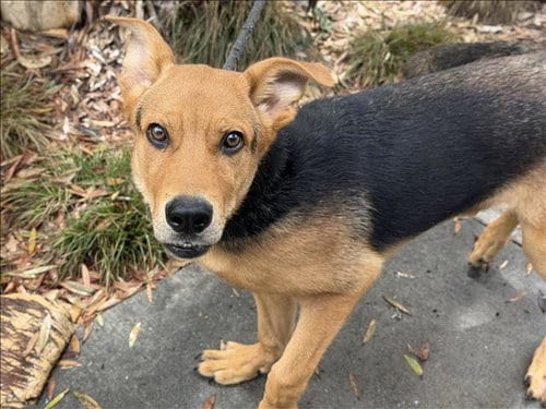Photo of Spike, adoptable German Shepherd Dog in Los Angeles, California