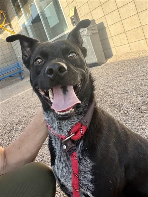 Photo of Blake, adoptable Australian Cattle Dog/Blue Heeler in Mesa, Arizona